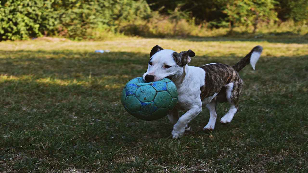 En la CDMX hay algunos parques para que vayas con tus perros y puedas dejarlos sin correa