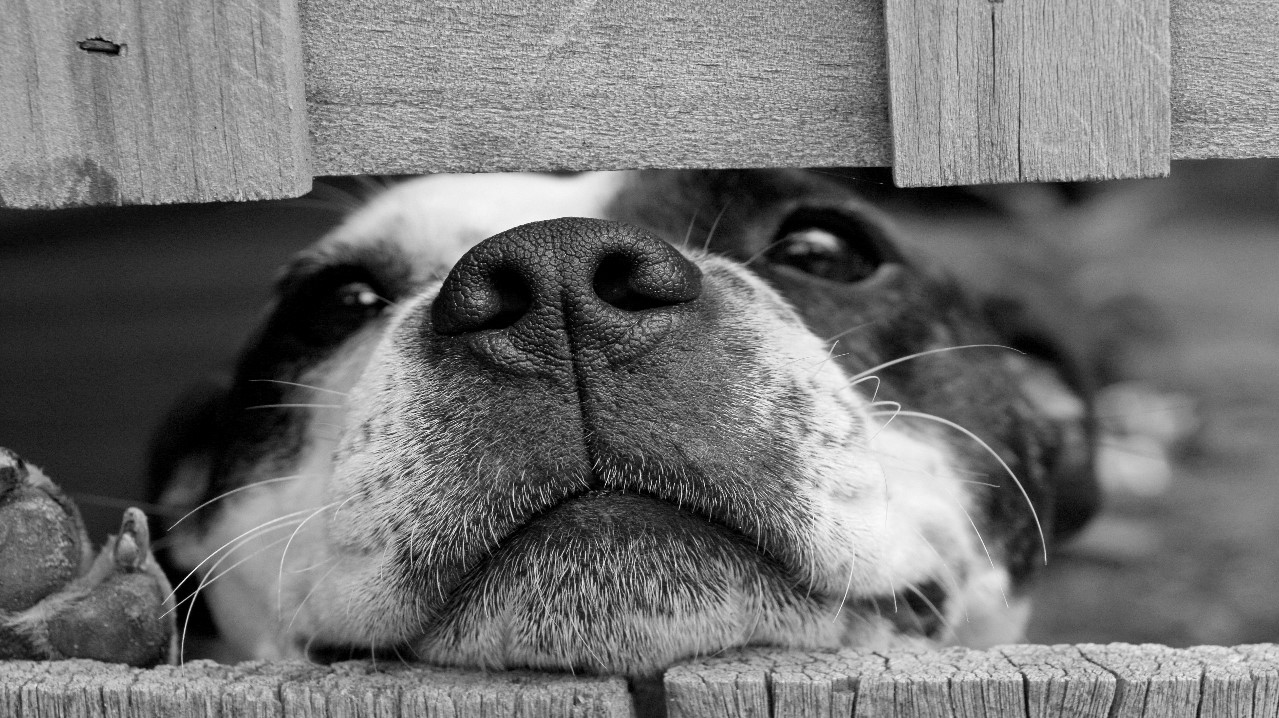 Las mascotas merecen ser protegidas en caso de una erupción volcánica o de las cenizas