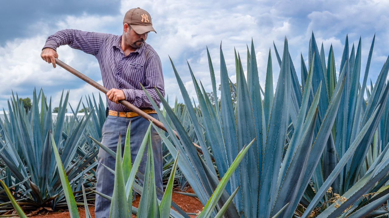 AGRICULTURA