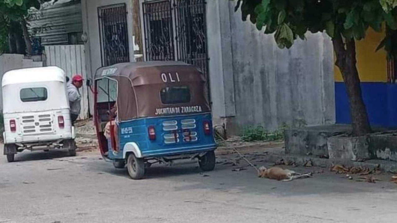 Foto: ADN Sureste | Vecinos de Juchitán denunciaron el maltrato animal que sufren algunos perros.