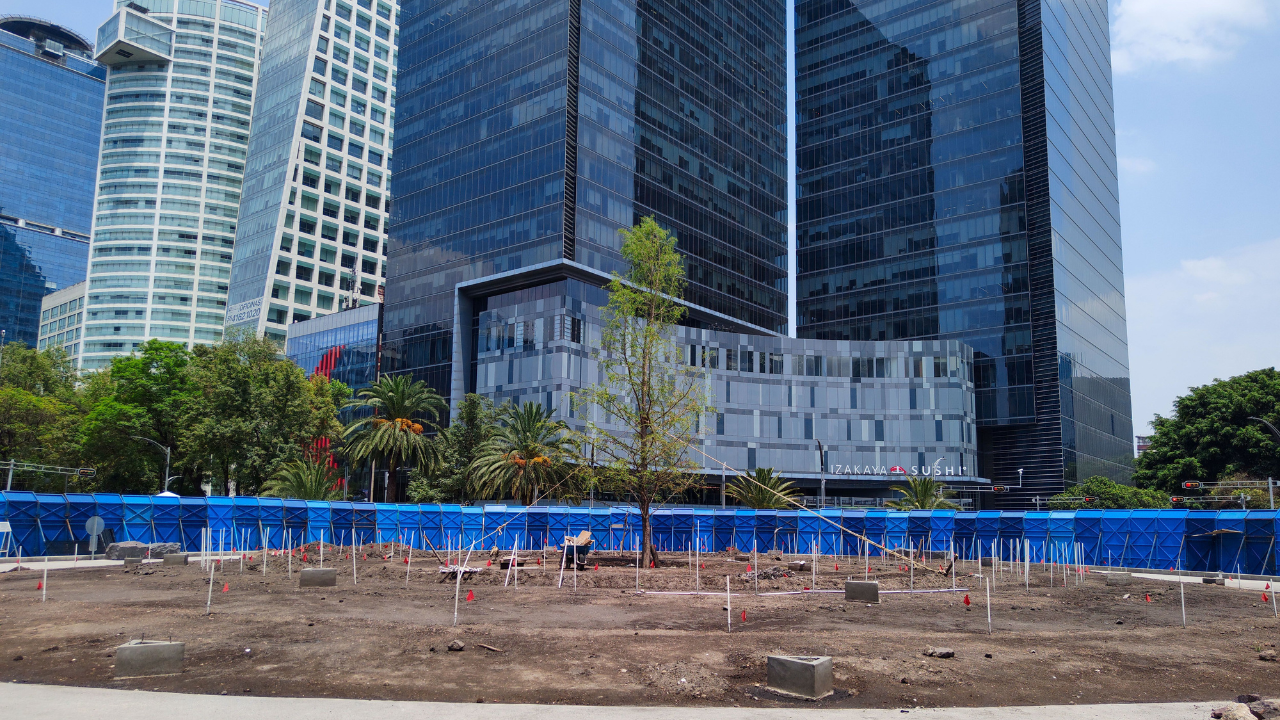 Batres señaló que el ahuehute plantado en Paseo de la Reforma se riega contantemente y se cuida para que crezca bien