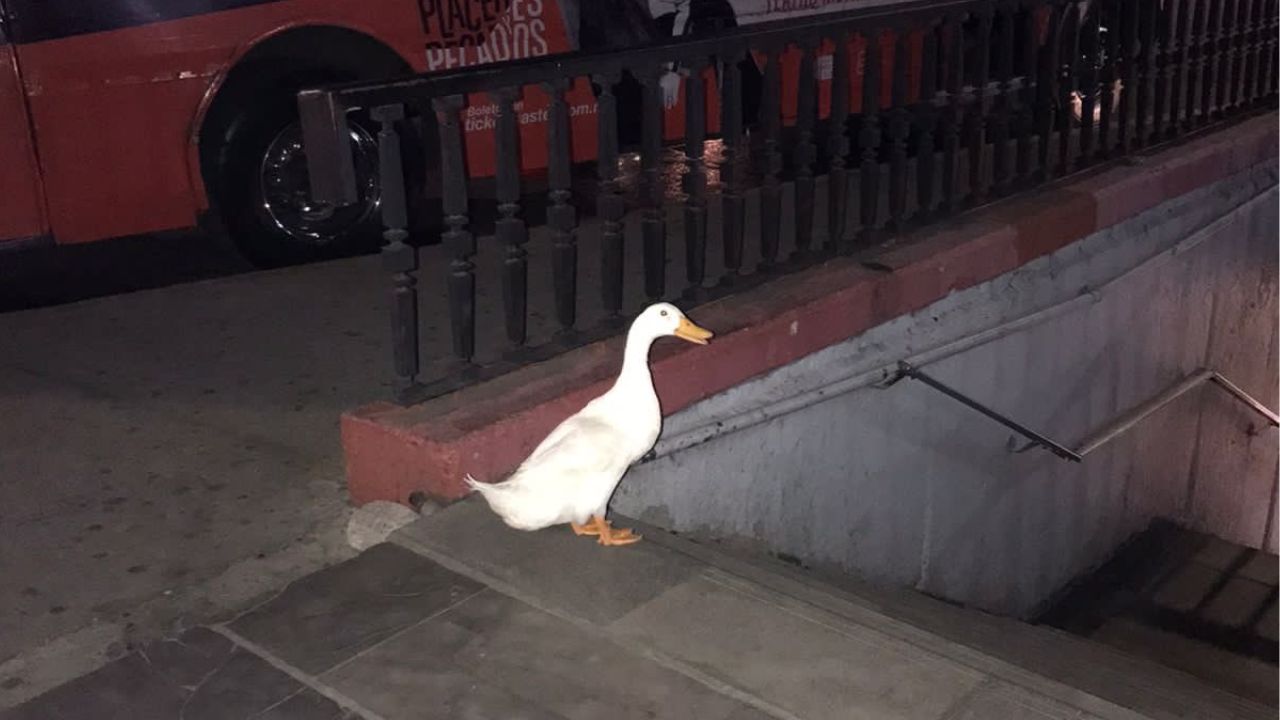 Foto: @MHPrevencion | Pato escapa de lago y es recatado en estación del Metro.