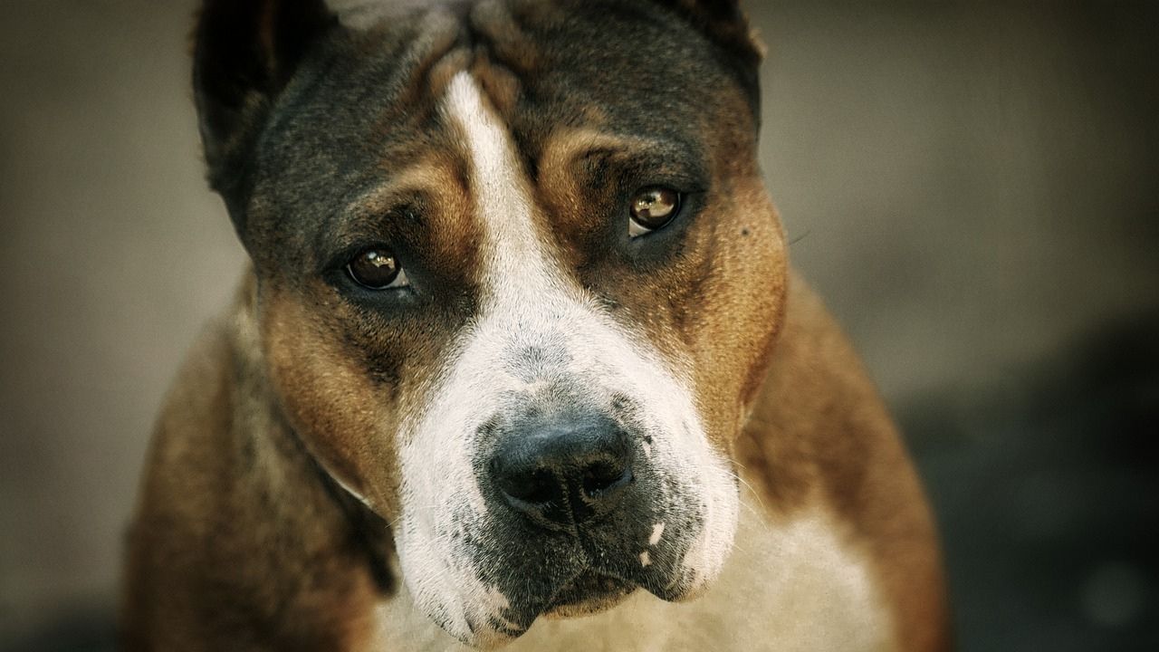 Foto:Pixabay| Autoridades buscan a un hombre por drogar y agredir a una perrita Pitbull