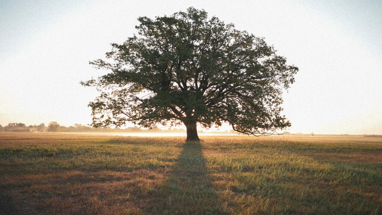 El 28 de junio algunos países celebran el Día Mundial del Árbol