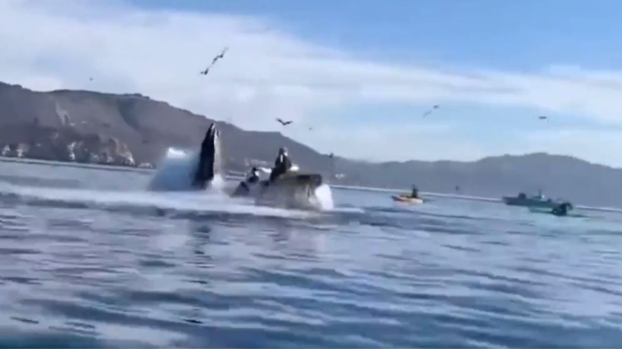 Ballena jorobada devora a dos turistas en playa de EU.