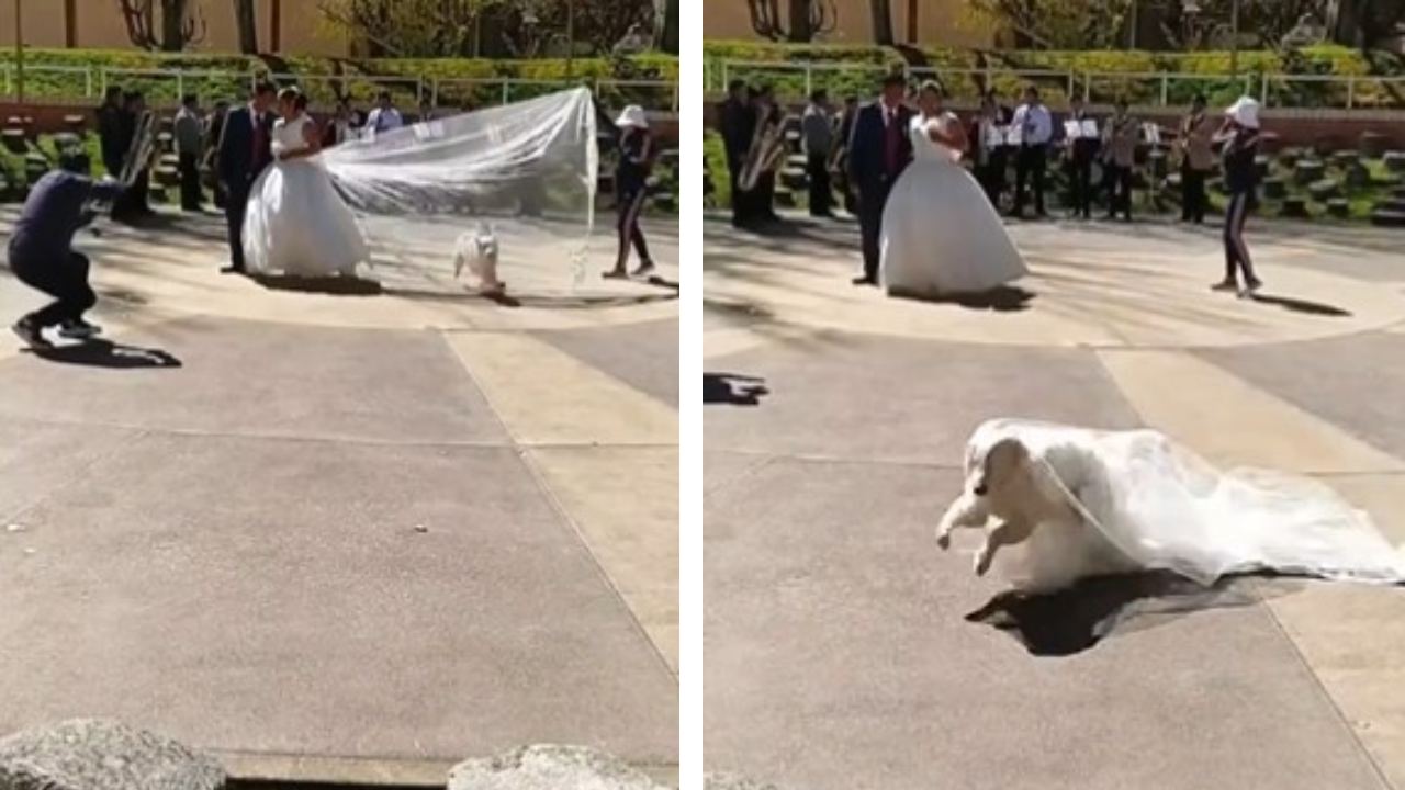 perrito se lleva velo