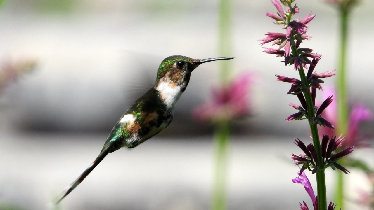 colibríes