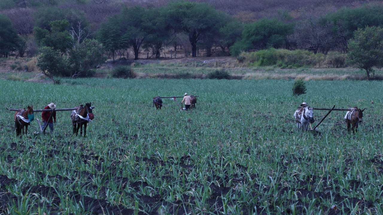 El Censo Agropecuario 2022 realizado por el INEGI luego de 15 años encontró que uno de cada tres productores del campo tiene más de 65 años, lo que resulta alarmante