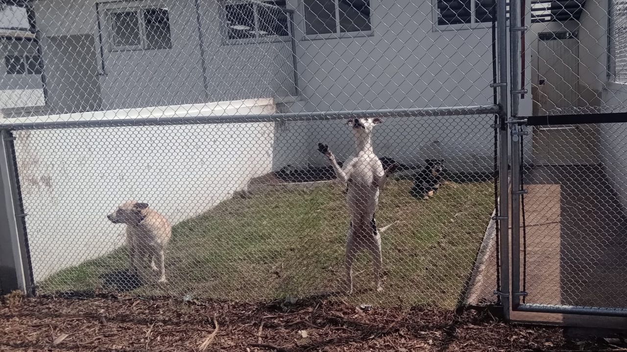 Foto: @AngelOrtiz_R | Impulsan proyecto Ciudad para perros y gatos