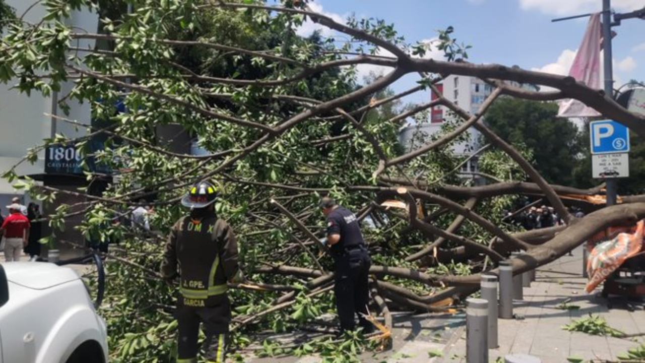 arbol-polanco