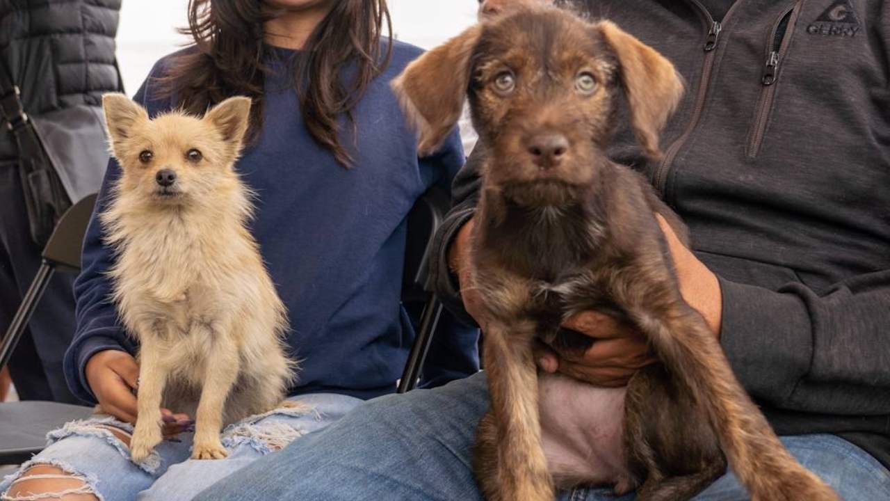 Con la implementación de la Unidad y Chat de Protección Animal la alcaldía Iztapalapa busca asegurar el bienestar de animales en situación de calle de la demarcación