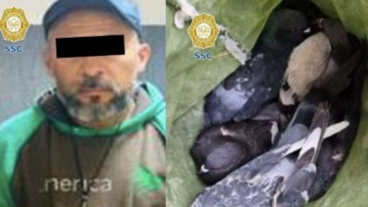 Detienen a un hombre que atrapaba palomas para su comercio ilegal