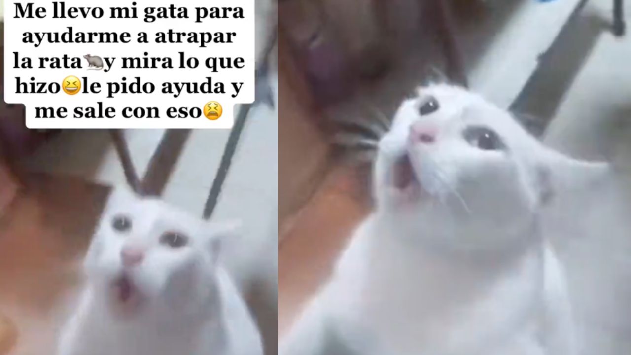 Una gatita se viralizó tras intentar escapar del ratón que debía atrapar