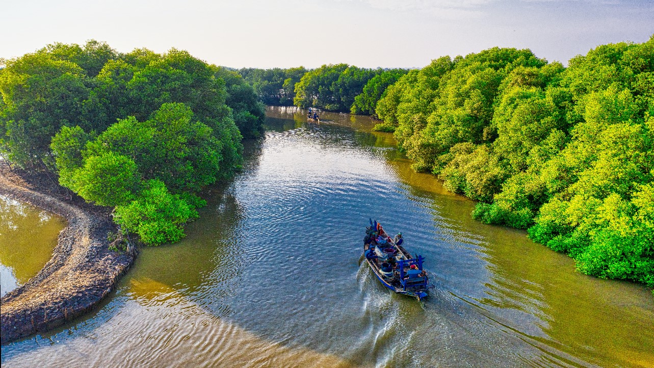 fotografía de un manglar