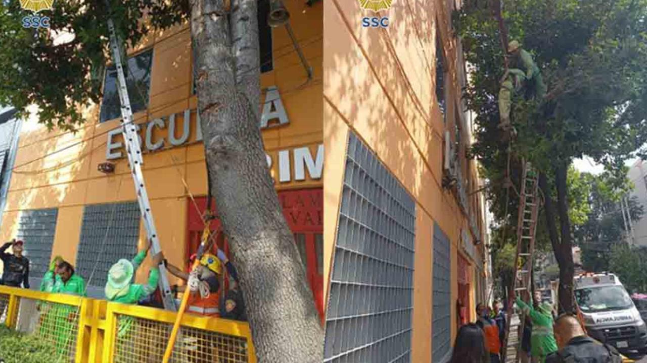 Una mujer fue atendida por personal de emergencias tras quedar colgada en un árbol, luego de recibir una descarga eléctrica