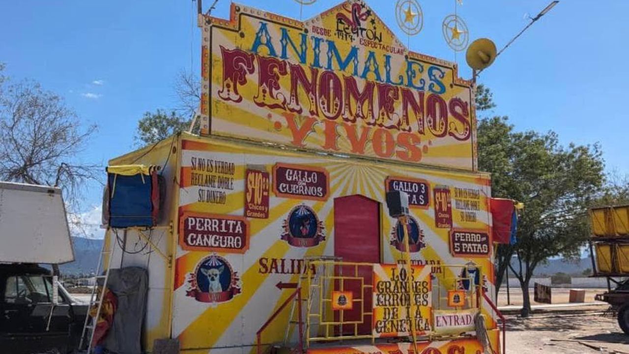 Clausuran feria en Nuevo León que usaba animales con malformaciones como atracción.