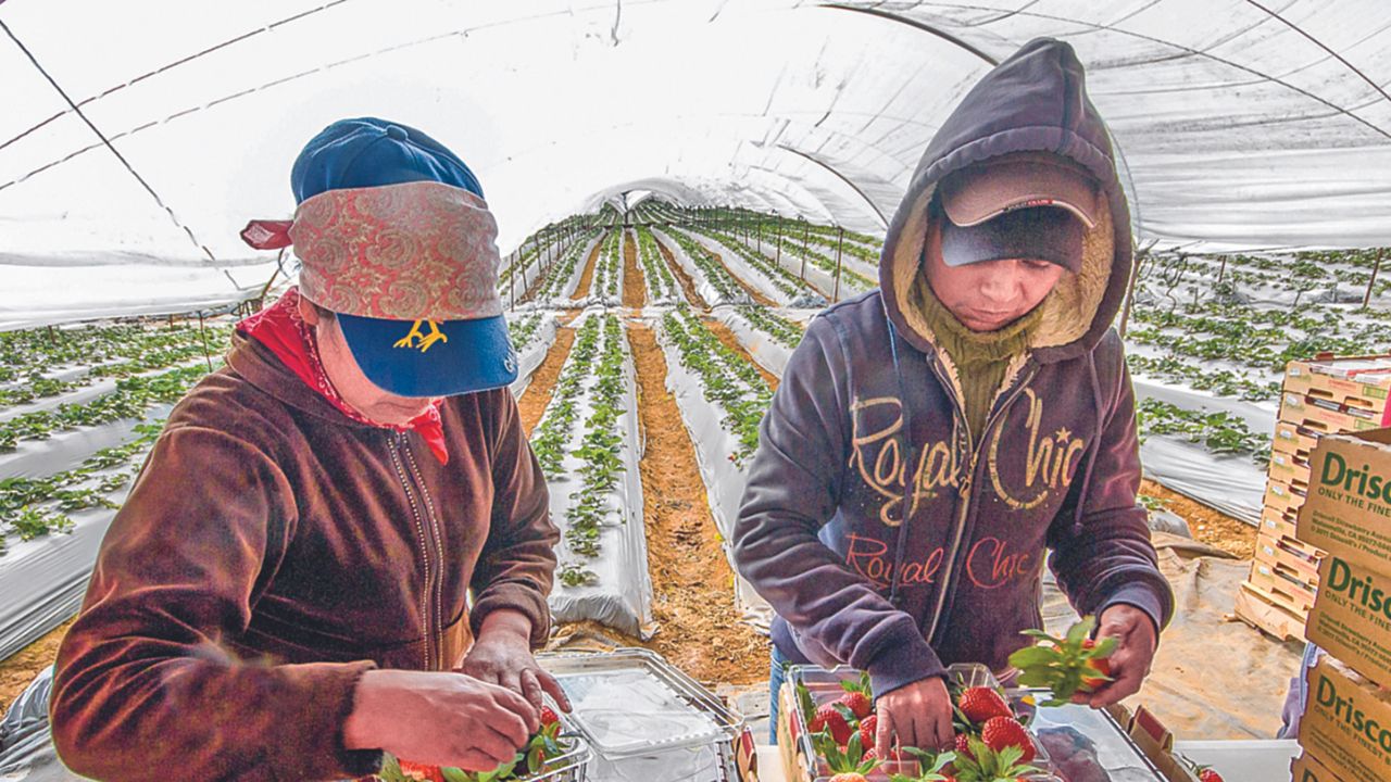 De acuerdo a Agricultura, de enero a junio, la balanza agropecuaria y pesquera presentó un saldo positivo