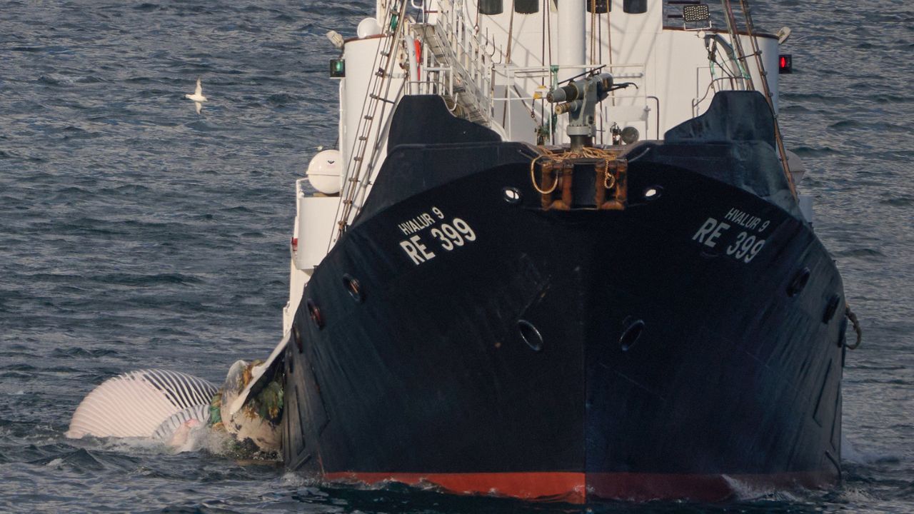 Tras haberla suspendido más de dos meses, el gobierno autorizó nuevamente la caza de ballenas