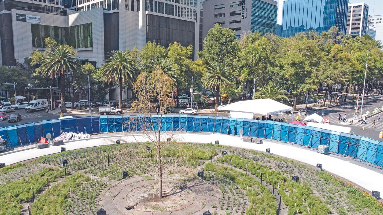 El ahuehuete de avenida Paseo de la Reforma tiene una buena salud, no está seco ni en agonía