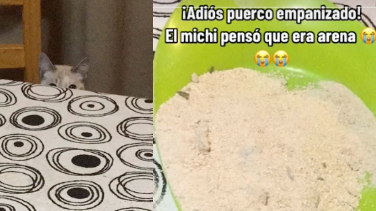 Gatito hace sus necesidades en un plato con pan molido; confundió su arenero