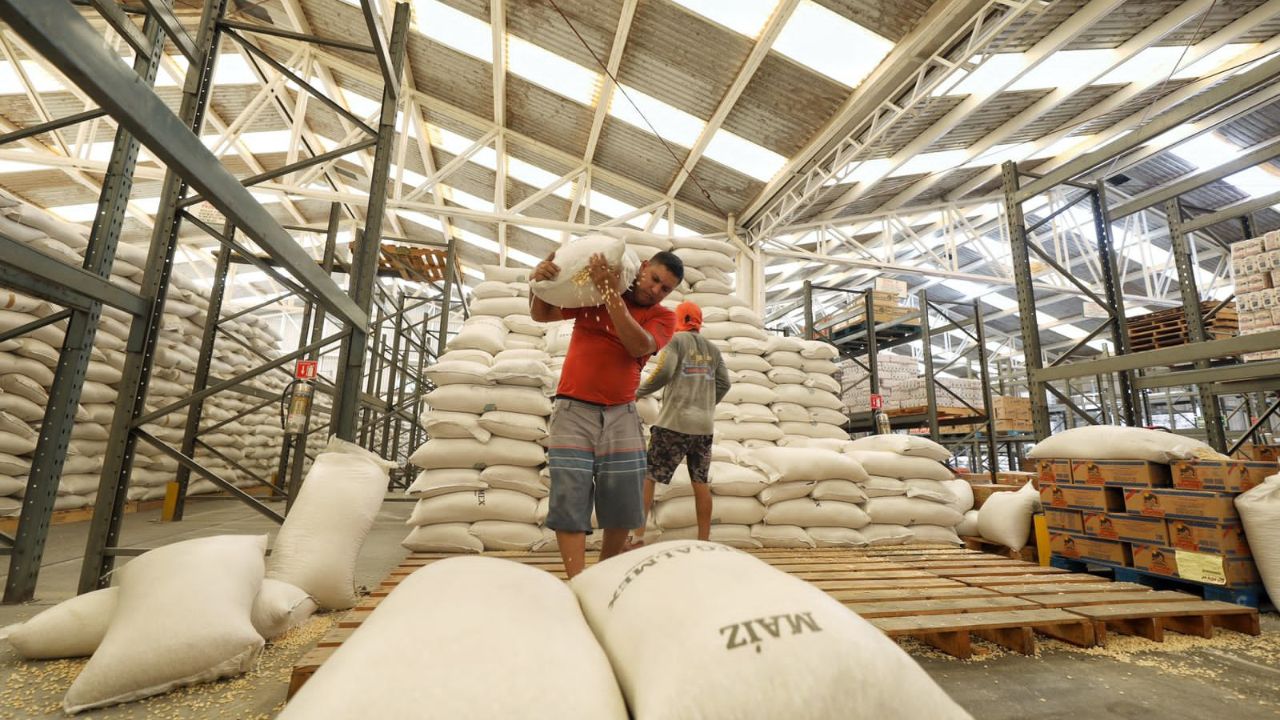 Esta cosecha de maíz blanco ha sido adquirida a precio de garantía en los centros de acopio autorizados por Segalmex.