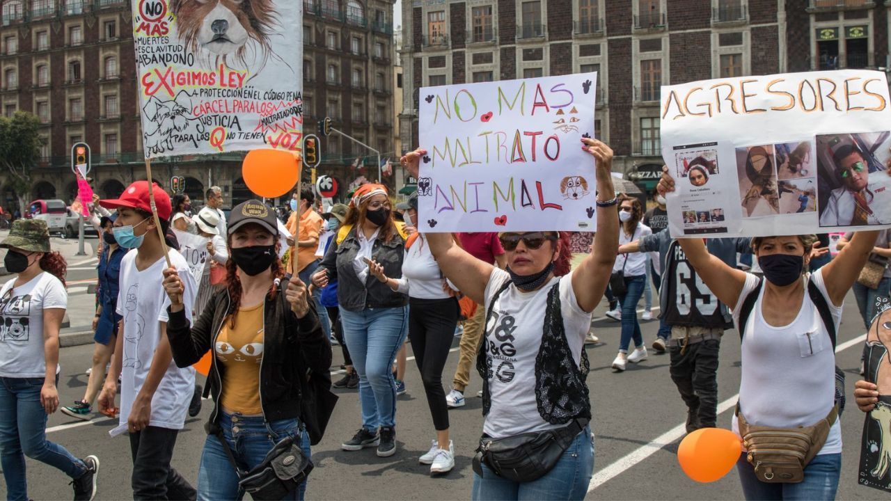 Colectivos Antitaurinos se reunirán en la Monumental Plaza de Toros para realizar un mitin “Estruendo Antitauromaquia”