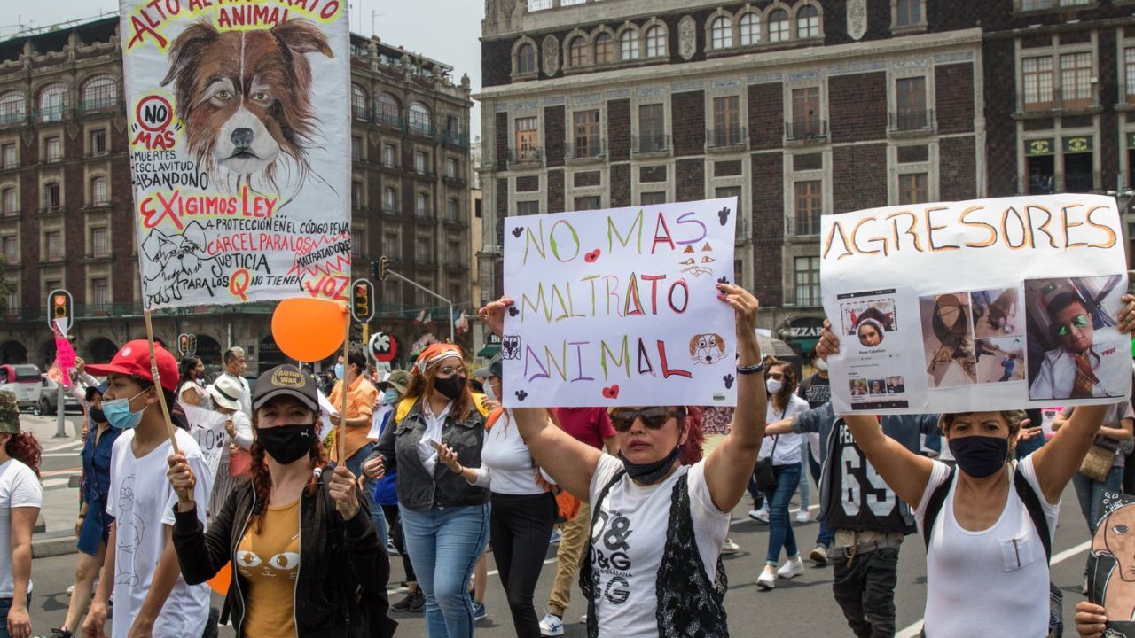 Colectivos Antitaurinos se concretarán en el Monumental Plaza de Toros para realizar el Mitin “Estruendo Antitauromaquia”, para exigir la abolición de la tauromaquia en México. 