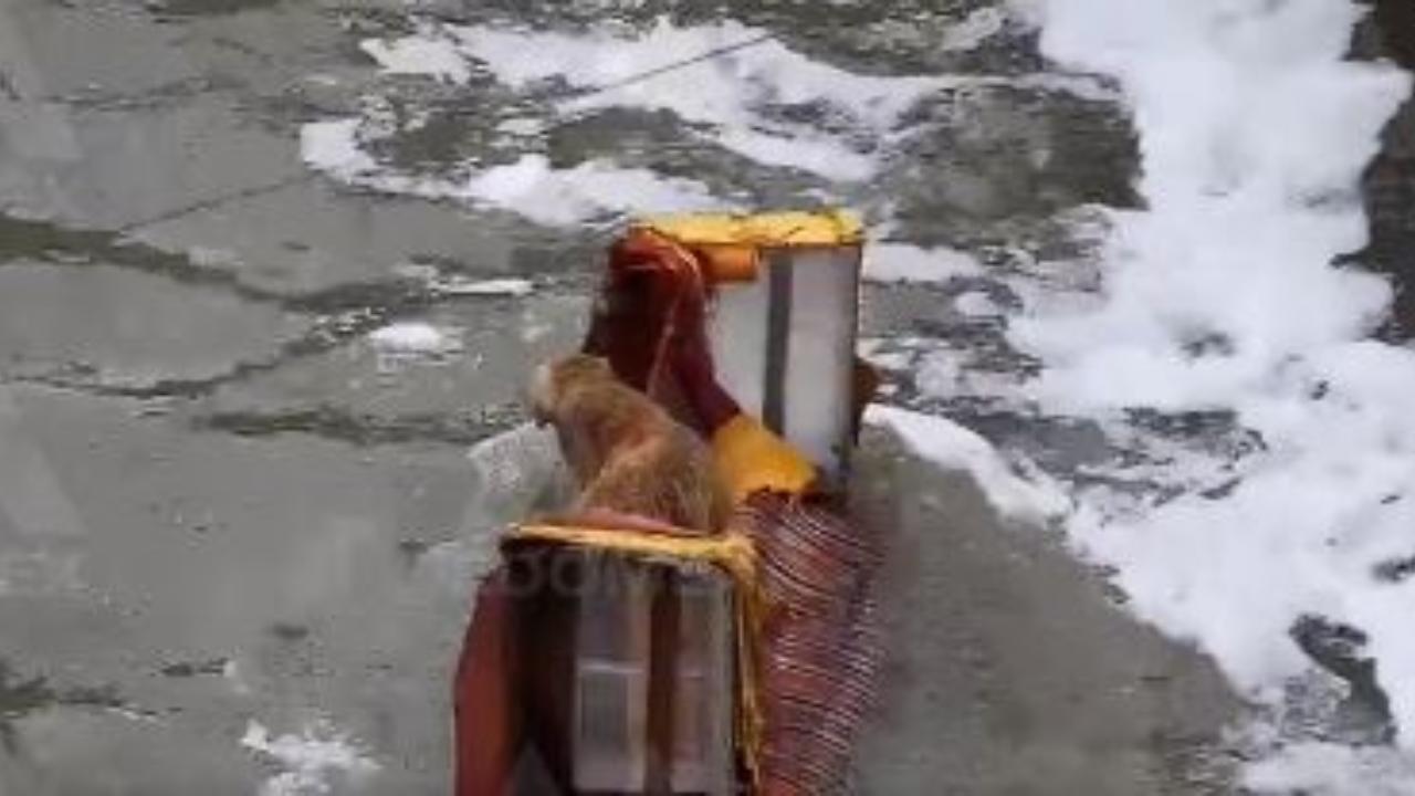 Elementos del Heroico Cuerpo de Bomberos de Naucalpan rescataron a un perrito de un canal de aguas negras.