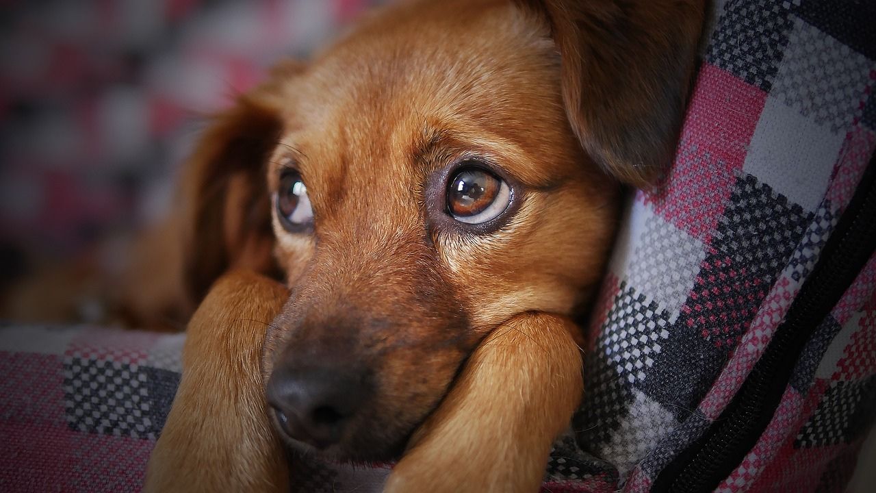 Foto:Pixabay|¡Tragedia! Perrito muere al saltar de una terraza por las altas temperaturas