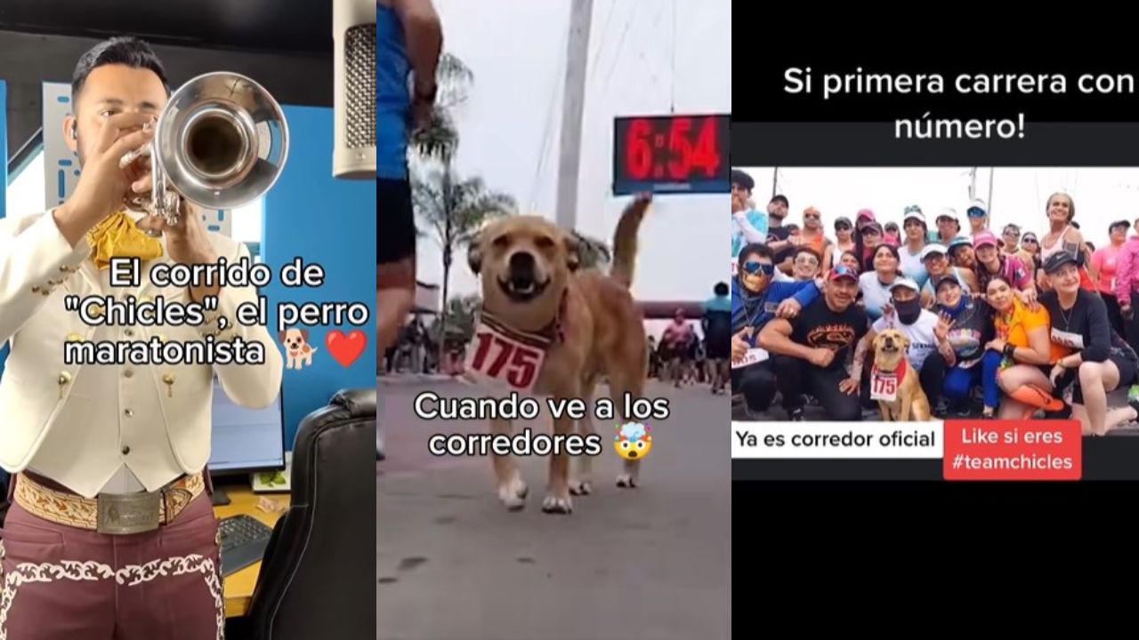 "El Chicles", el popular perrito de TikTok y que corre maratones, está de manteles largos al tener su propio corrido.