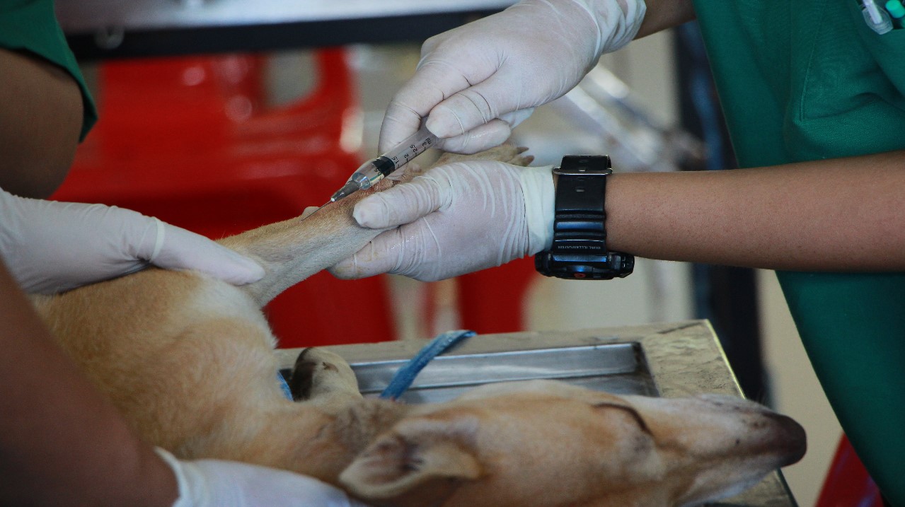 Veterinario curando a un perro