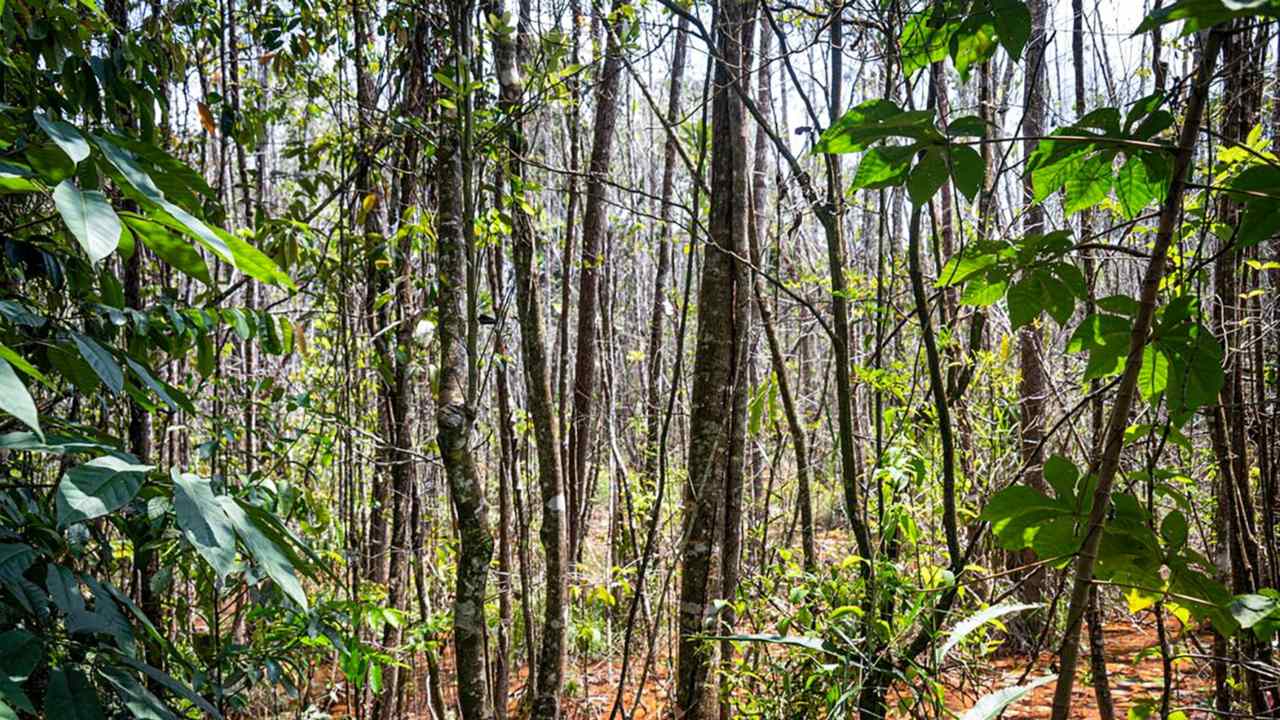 Foto: AFP/WILD PROJECT/ FRED JORDAO | El "Ilex sapiiformis", que puede alcanzar entre ocho y 12 metros de altura, fue encontrado en el estado de Pernambuco