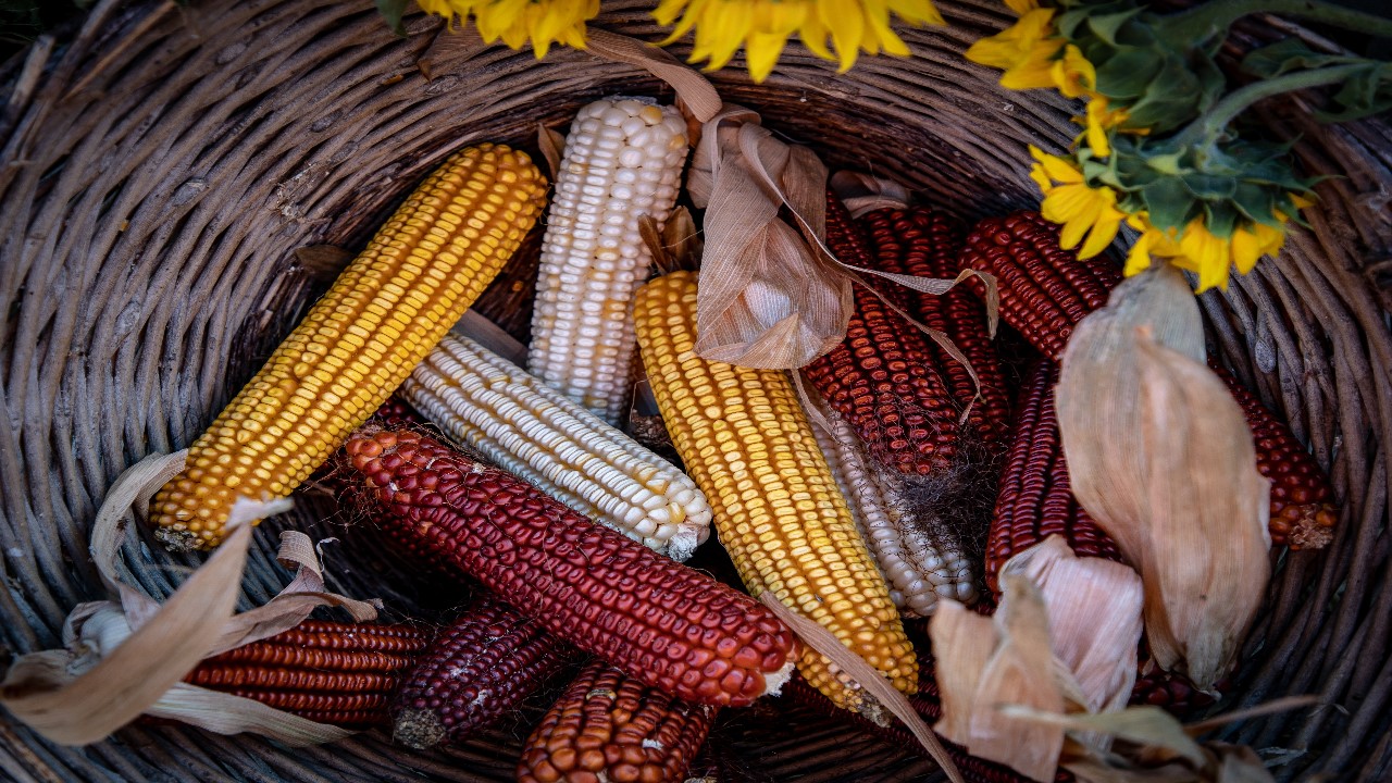 fotografía de la diversidad del maíz