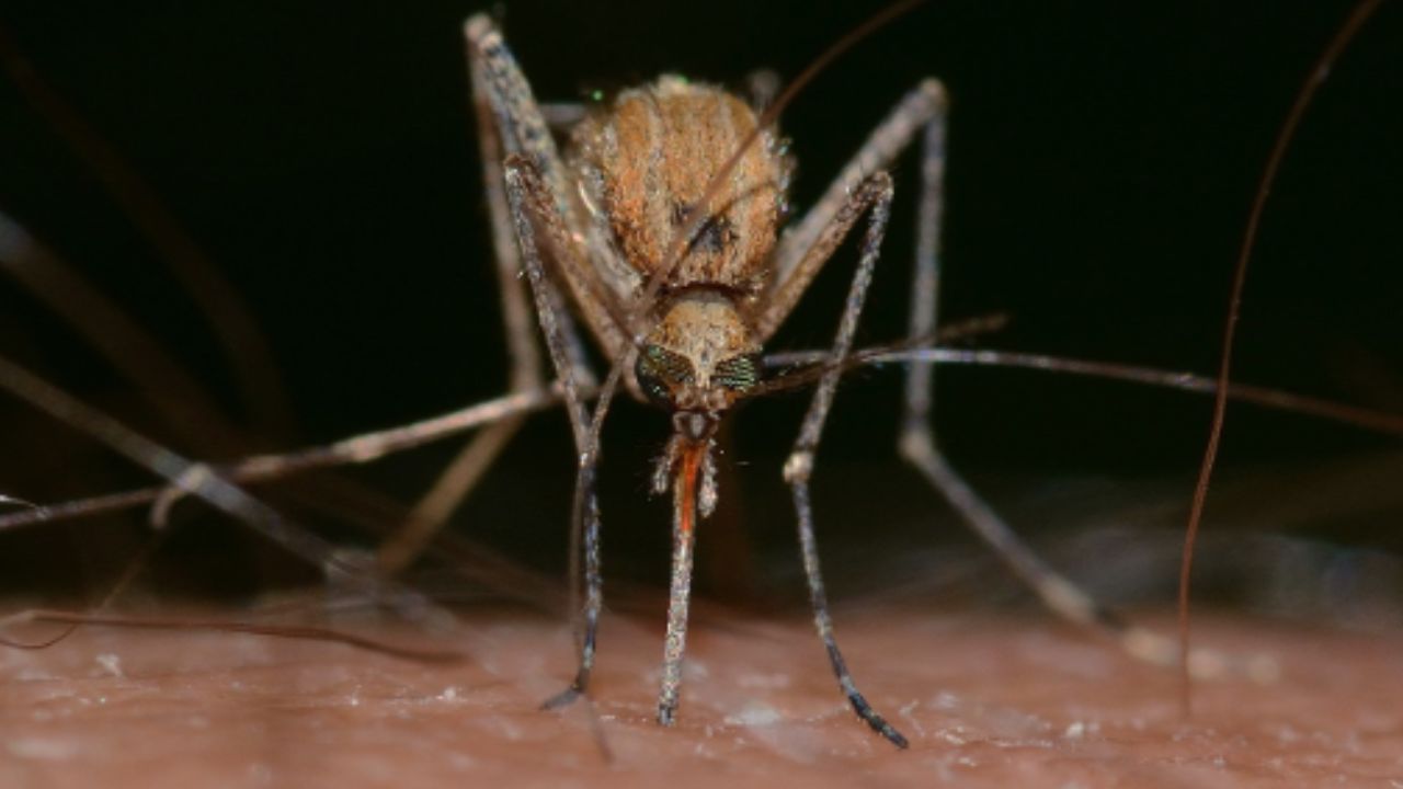 Dengue