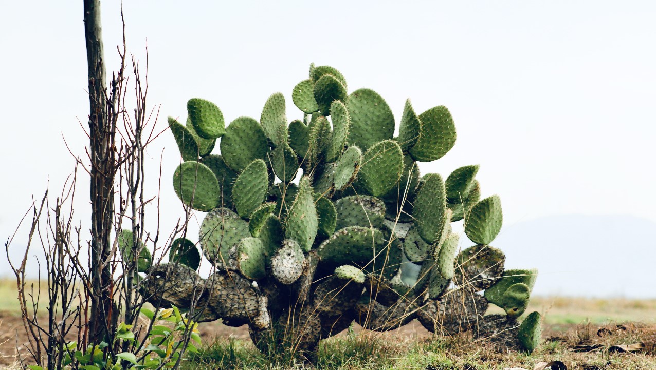 fotografía de un nopal