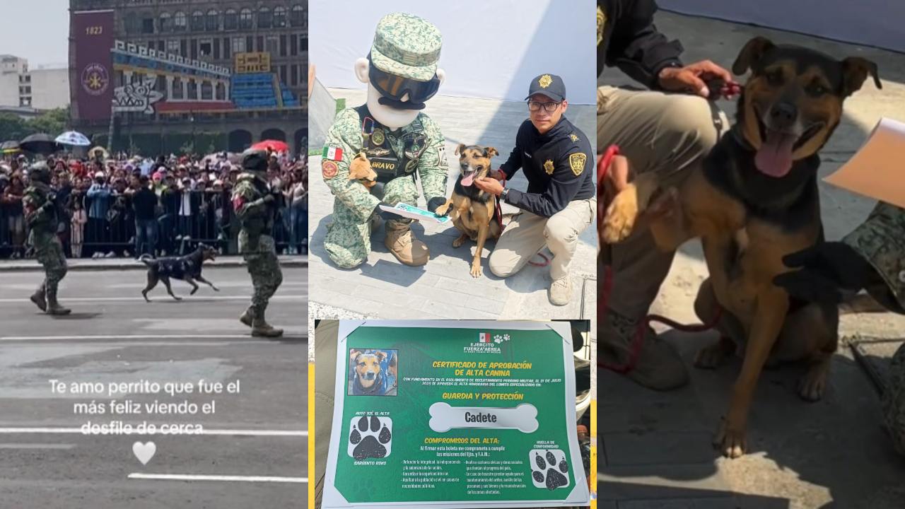 Un perrito callejero que se robó las miradas en el desfile militar del pasado 16 de septiembre fue adoptado y ahora tiene nuevo nombre, se llama "Cadete".