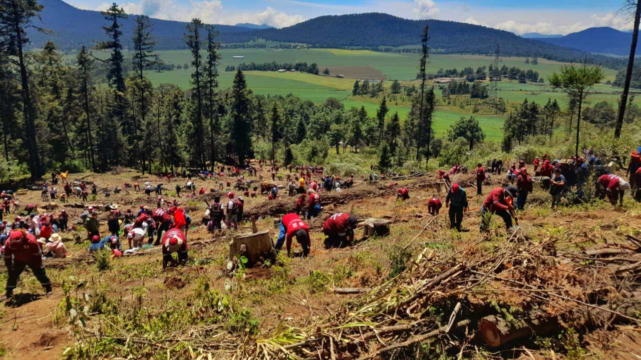 Cientos de ciudadanos se dieron cita en el Ajusco de la CDMX para reforestar las áreas afectadas por incendios y talas.