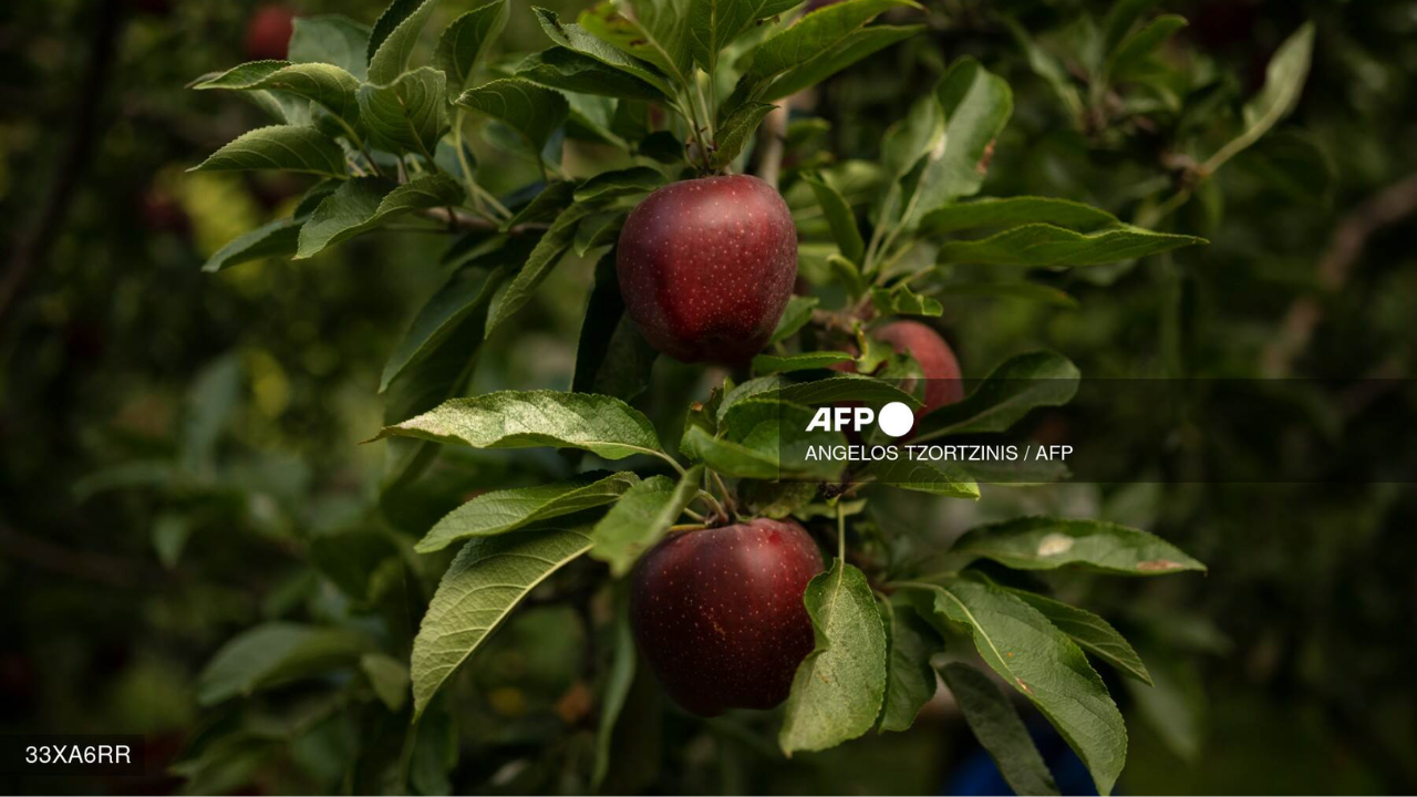 En Grecia, las inundaciones devastaron la "capital de la manzana"