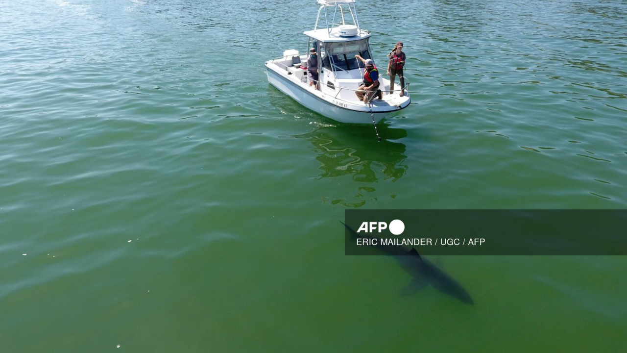 Desplazados por el cambio climático, tiburones amenazan la vida marina en California