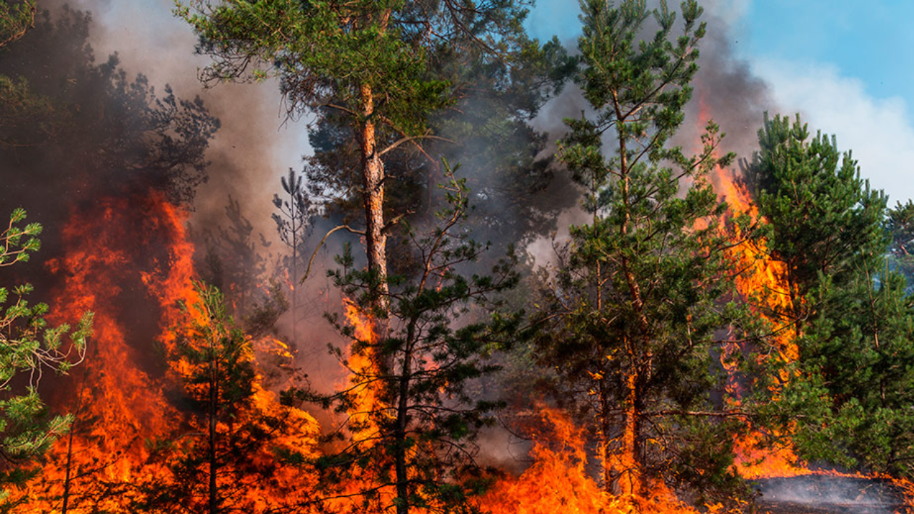 En California, miles de personas fueron evacuadas por un incendio