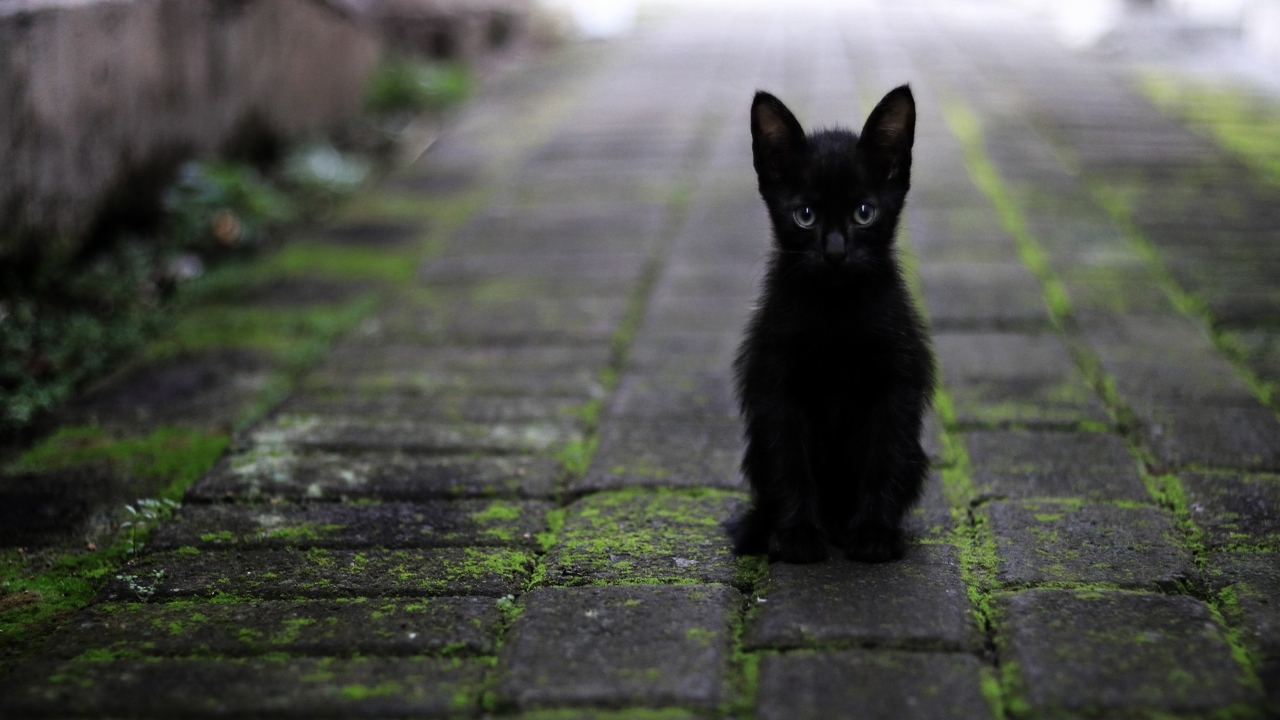 Fukuyama de Japón ha puesto en alerta máxima por un gato que cayó en una tina de cromo hexavalente y escapó