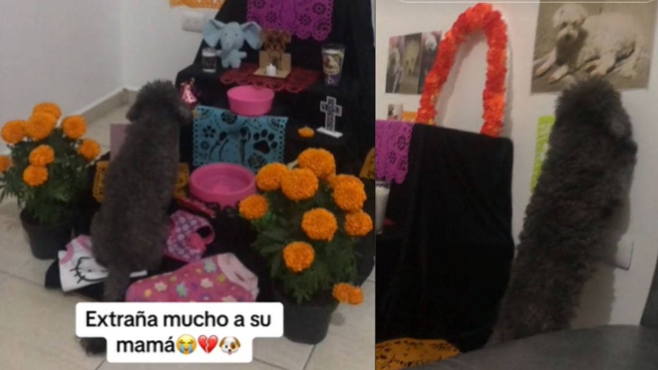 Perrito roba el corazón en redes tras su reacción al ver el altar de muertos de su mamá 