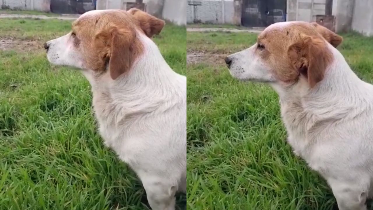 Foto:Captura de pantalla|Muere el “perrito malvado”; que se enojaba cuando le cantaban “mi bebito fiu fiu”