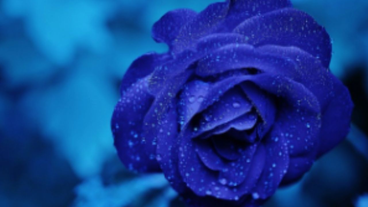 Foto: Pixabay|¿Se las darás a tu baby? Te decimos por qué se regalan flores azules este 3 de octubre