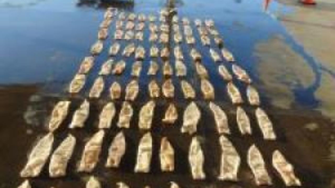 Oficiales de Aduanas y Protección Fronteriza (CBP) de Estados Unidos decomisaron alrededor de 50 kg de buche o vejigas natatorias de totoaba, una especie en peligro de extinción.