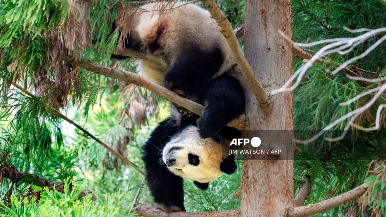 EU devuelve tres pandas a China en medio de tensión diplomática