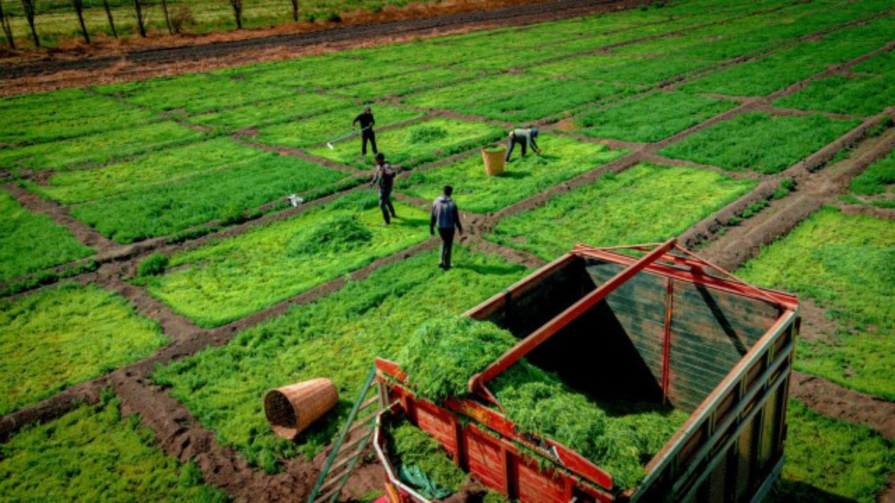 Romeritos