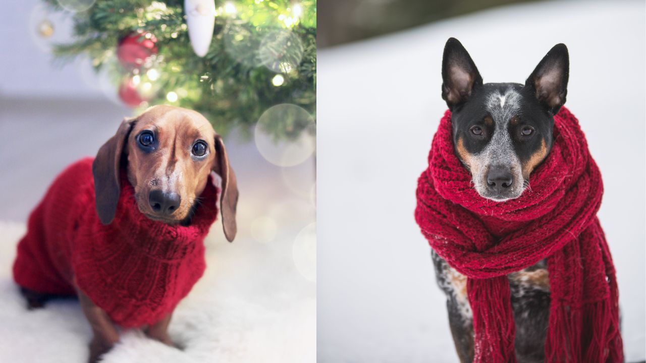 ¿Tu perro tiembla? ¿Te preguntas si deberías abrigarlo? Aquí te contamos todo lo que necesitas saber sobre la ropa para perros en invierno