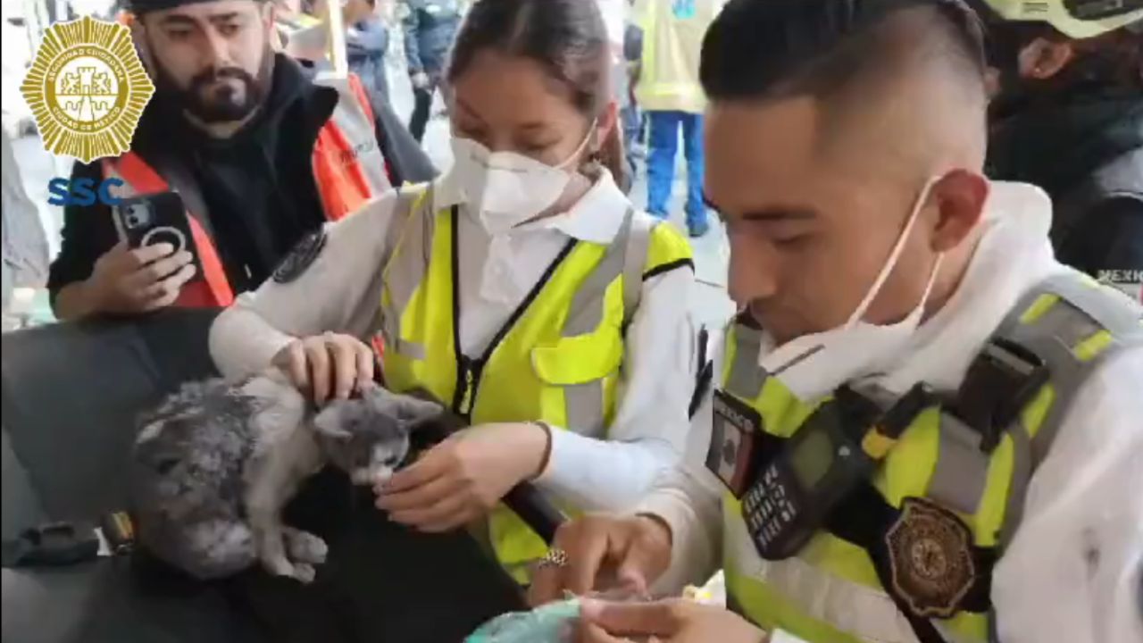 Rescatan a gatito en incendio en la Plaza Oasis