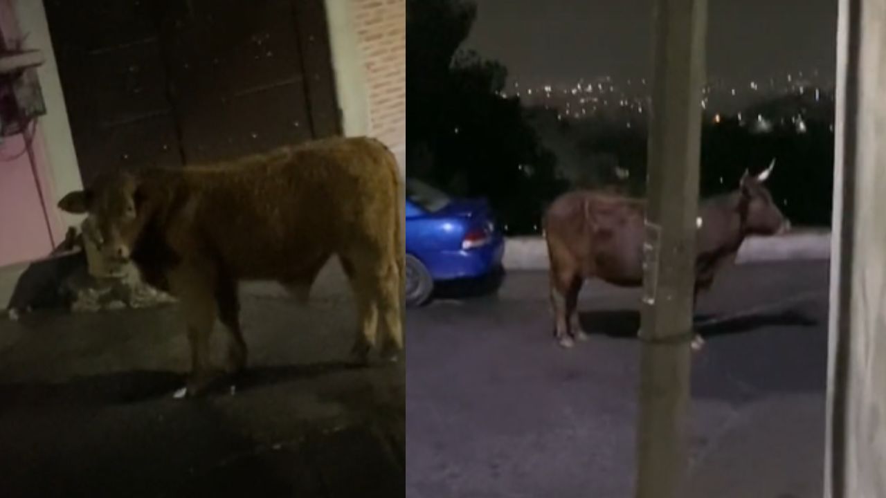 Toro impide a Uber llegar por pasajero; video se vuelve viral en TikTok